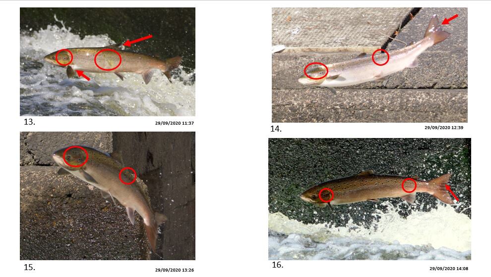 #WorldFishMigrationDay The extent that #salmon are delayed at #BarriersToMigration even with passes can be staggering #Shrewsbury weir on the  #Severn we have identified (by distinct features)individual fish from photo evidence. Two of those fish made attempts hourly for 4days.