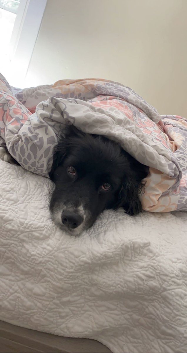CheyenneLink5's tweet photo. one year with our sweet boy ❤️ shelter dogs are the best and there’s no doubt we got the best one 🥰🐶 https://t.co/UJ1K7IdzKj