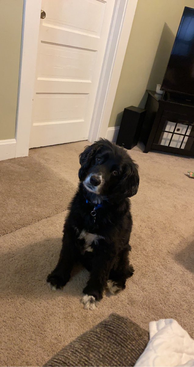 CheyenneLink5's tweet photo. one year with our sweet boy ❤️ shelter dogs are the best and there’s no doubt we got the best one 🥰🐶 https://t.co/UJ1K7IdzKj