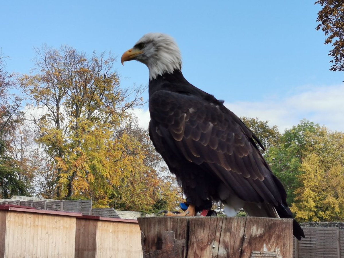 HorstThuringia's tweet photo. This year a different kind of #nightmarenight
The #BTeV visits the falconry show of "Burg Greifenstein"..."Griffonstone" 🦅 https://t.co/Jq1wX98e3e