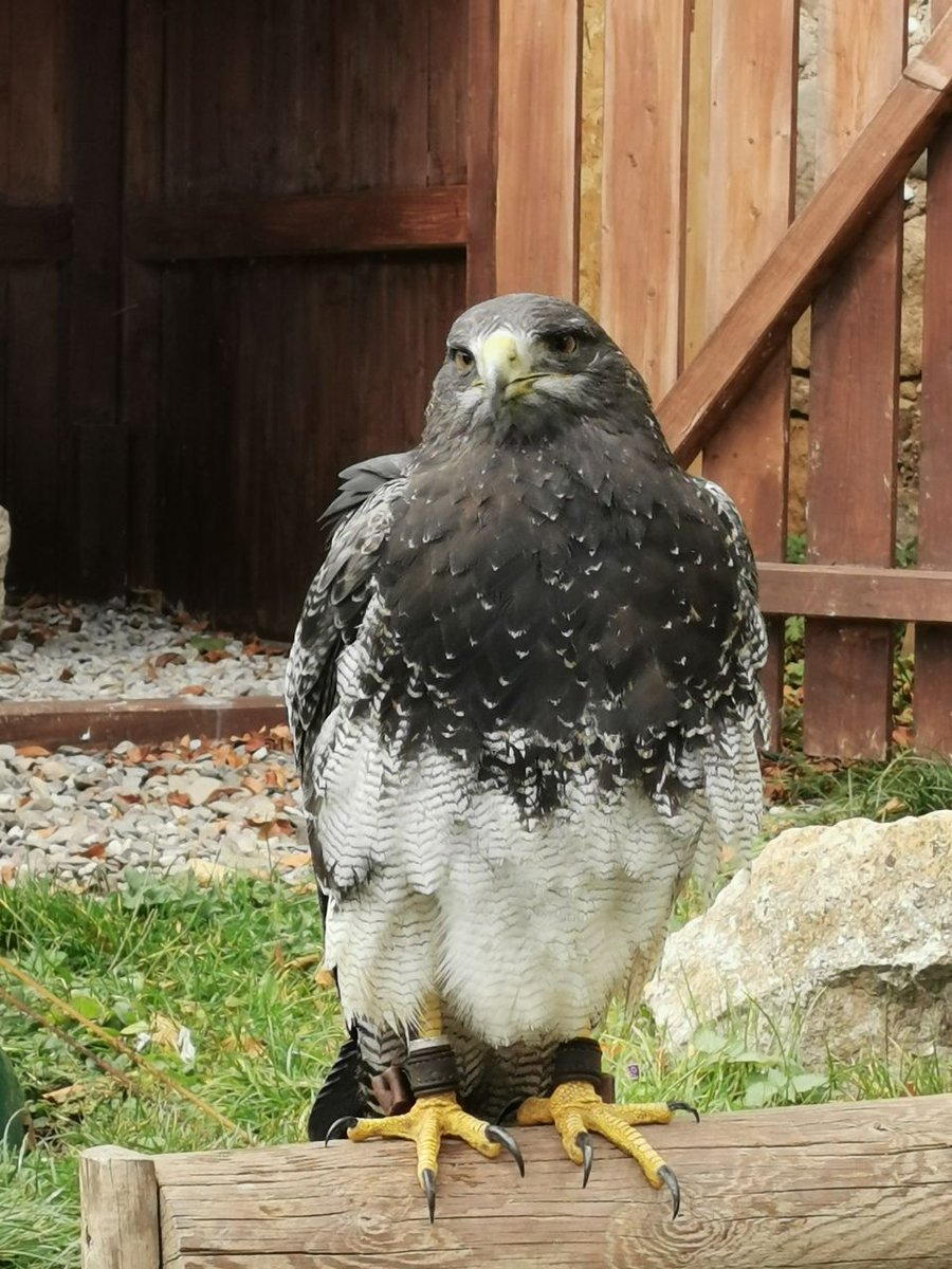 HorstThuringia's tweet photo. This year a different kind of #nightmarenight
The #BTeV visits the falconry show of "Burg Greifenstein"..."Griffonstone" 🦅 https://t.co/Jq1wX98e3e