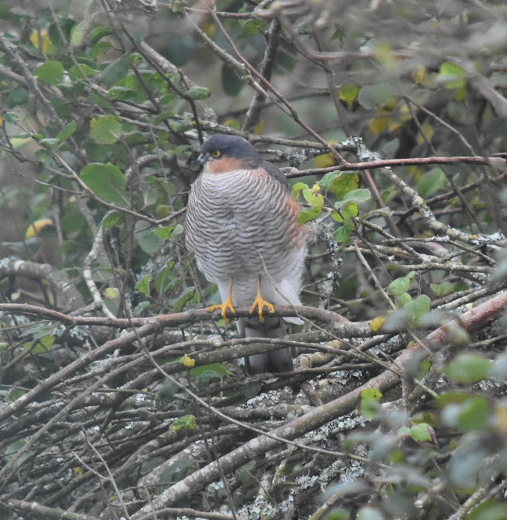 Sean_Duggan's tweet photo. @BirdWatchIE Sparrowhawk or Peregrine? https://t.co/LUe9URnqF4