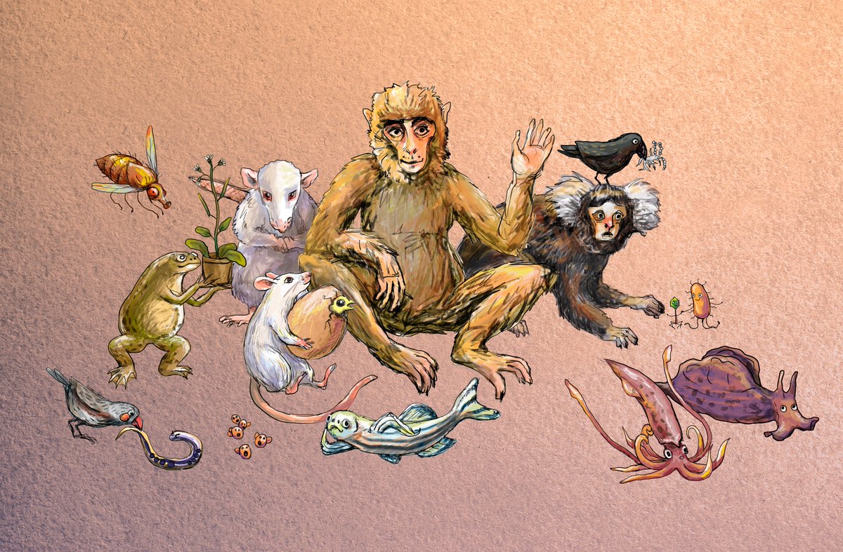 In a meantime, out illustrator Ksenia Sayfulina joins #inktober with a lovely drawing of #science bestiary - model organisms all in one place!
More @ planeta.ru/campaigns/best…
#inktober2020 #scicomm #sciart #biology