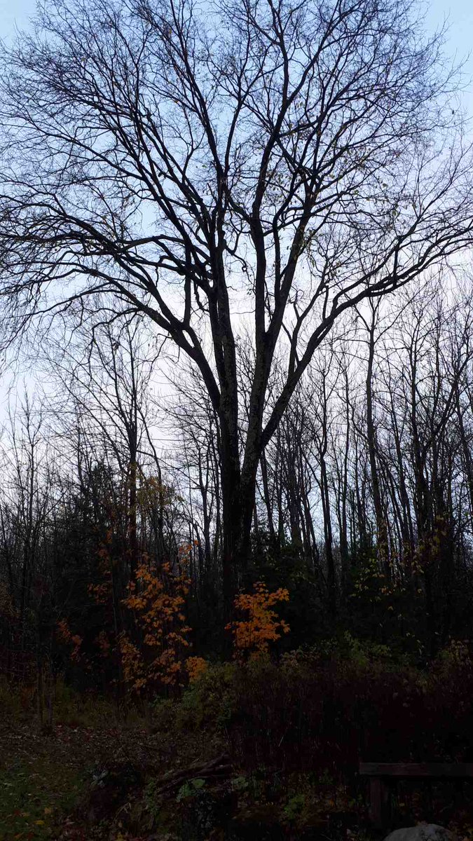 Elm tree @outdoor_ed 244cm in South Grey near Varney, ON so out of range for #MonsterTreesWRDSB but a nice one.
