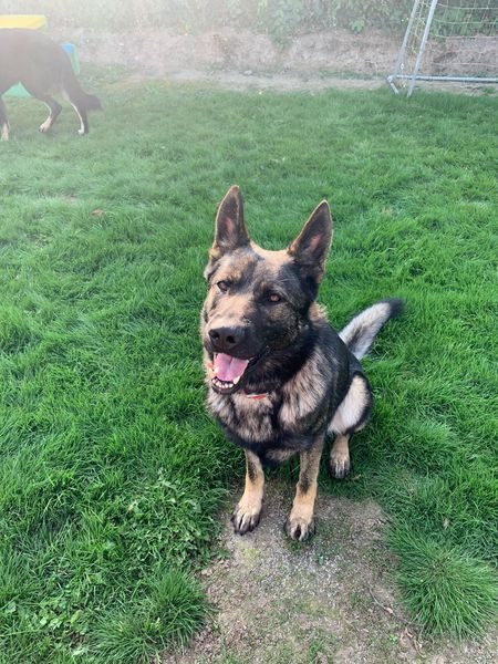 elite german shepherd rescue