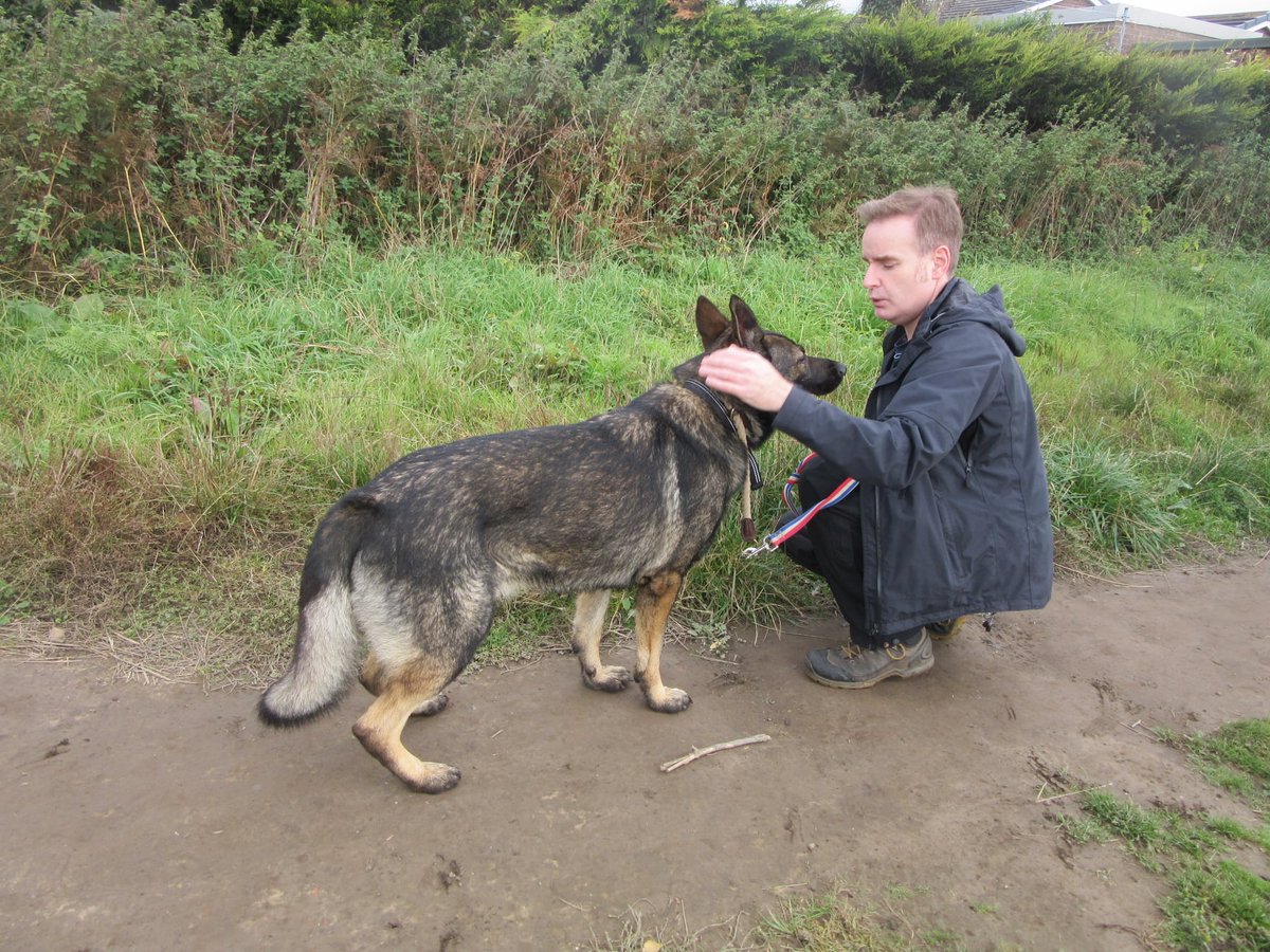 elite german shepherd rescue