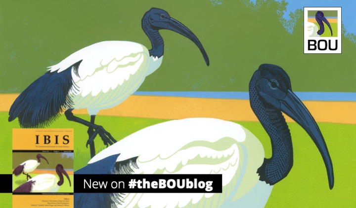 IBIS_journal photo