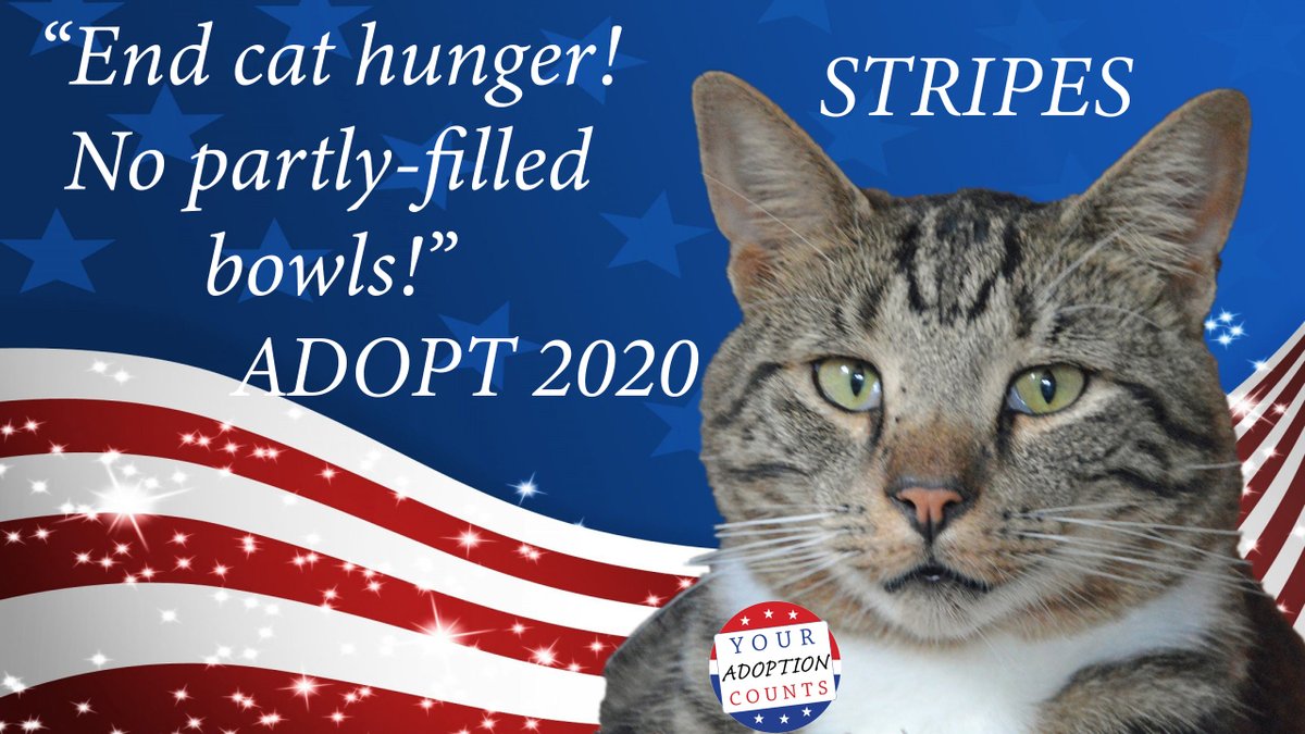 petsalive's tweet photo. After Evlis's campaign yesterday, Stripes decided he wants to be the Feline President of Pets Alive!

Email adoptions@petsalive.org for more info on Stripes! #ADOPT2020 https://t.co/3VrYsL4wVn