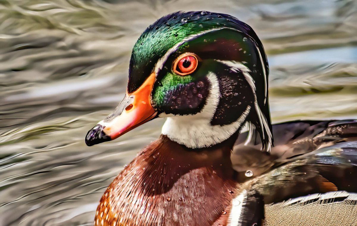 KomikMichael's tweet photo. Wood duck male https://t.co/nZnt8hX67d