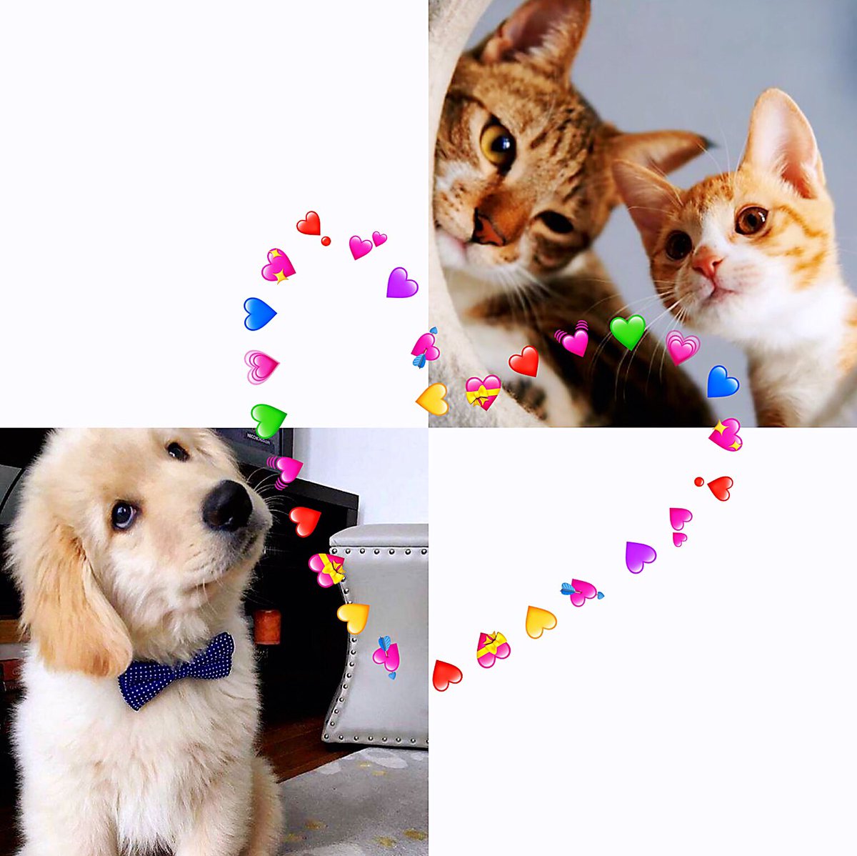 Pet Shop In Dragon Mart, Dubai (+97145148007)