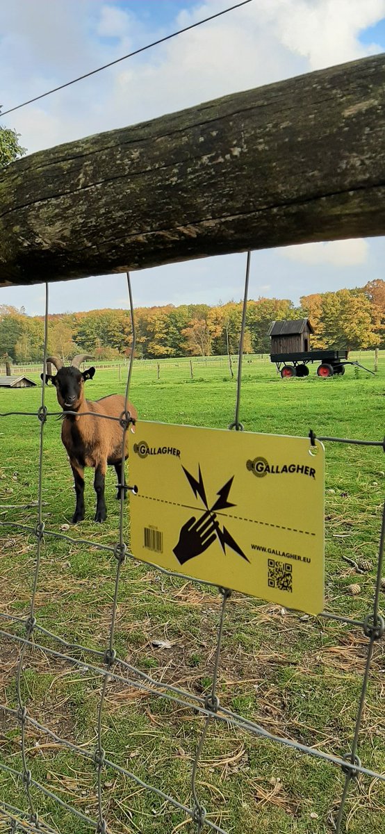 kuddeheerdepe's tweet image. Wij hebben veel open terrein tot onze beschikking. Maar ook diverse afrasteringen. M.m.v. @wolffencing  en @VHE_nieuws zijn al veel delen #wolfwerend gemaakt d.m.v. stroomdraden. Dus LET OP! bij onze weilanden. Houd honden en kinderen kort bij u.