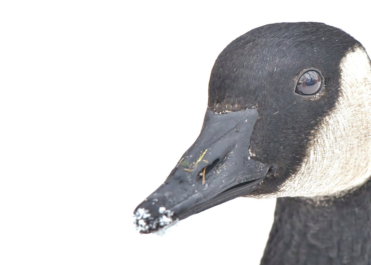 KomikMichael's tweet photo. Canada goose https://t.co/B12b9eY5fT