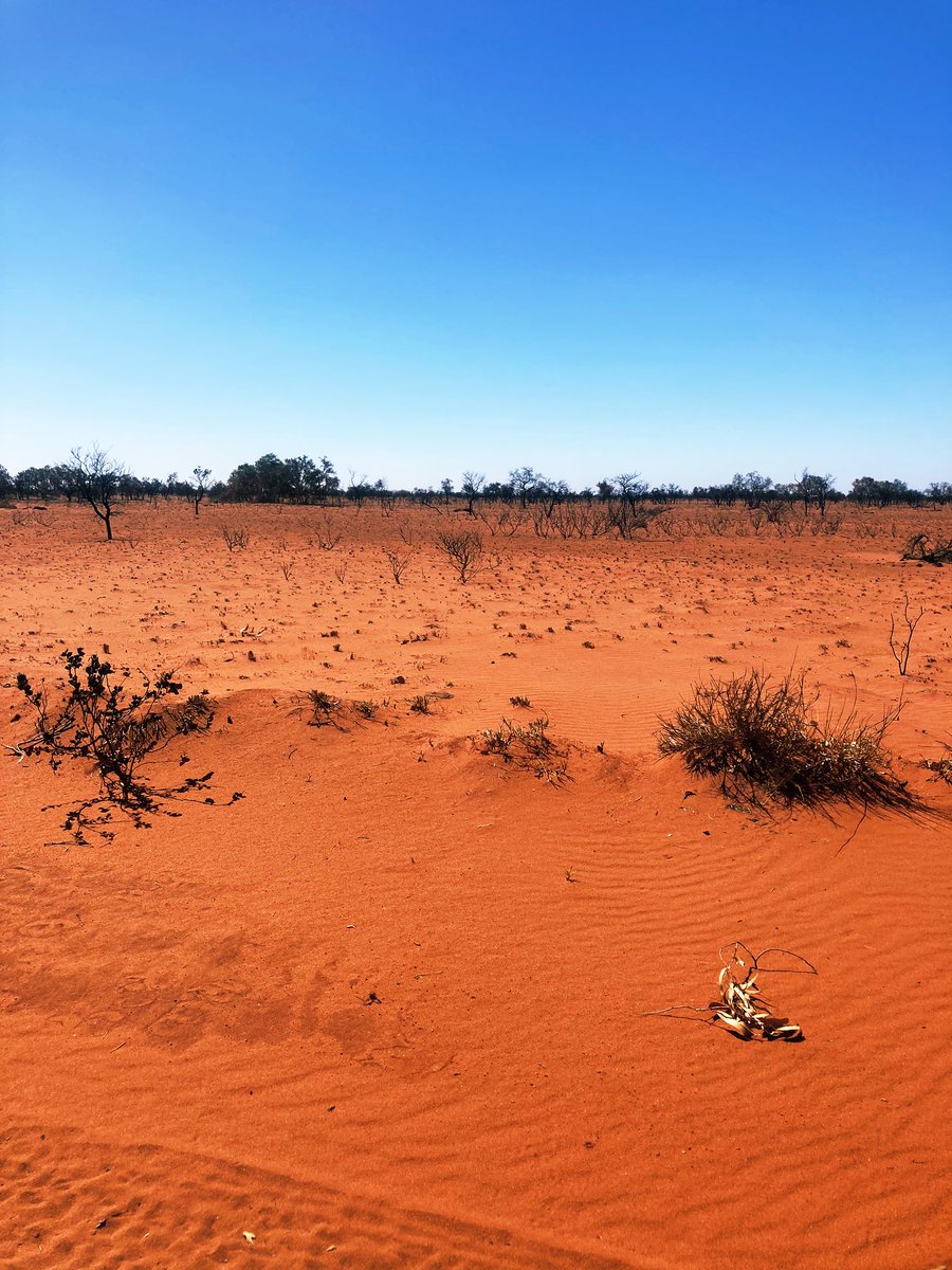 A very simple example I found today of wet season burning vs idiots out burning our country In October. Our aim on yarrie is to increase as much wet season burning & decrease the hot ones.  #caringforcountry #outbackbeef #peoplecattlecountry @RangelandsNRM @SarahMLegge