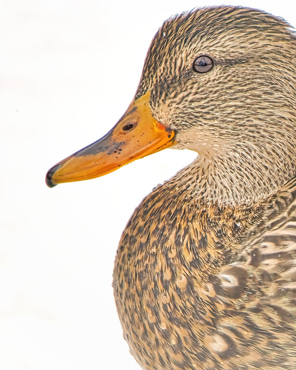 KomikMichael's tweet photo. Mallard duck female https://t.co/HB3rYH2Luj