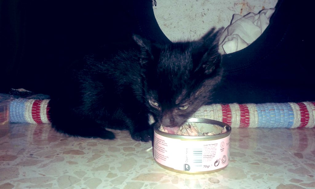monteslaur's tweet photo. Esta gatita busca una familia para #adopcion. Tiene un mes esta morena 😻. 

Es muy buena y mimosa. 
Está en #Sevilla. 

▪️Se agradece difusión. Un RT porfavó. ☺️ https://t.co/sQqN8R1Gzk