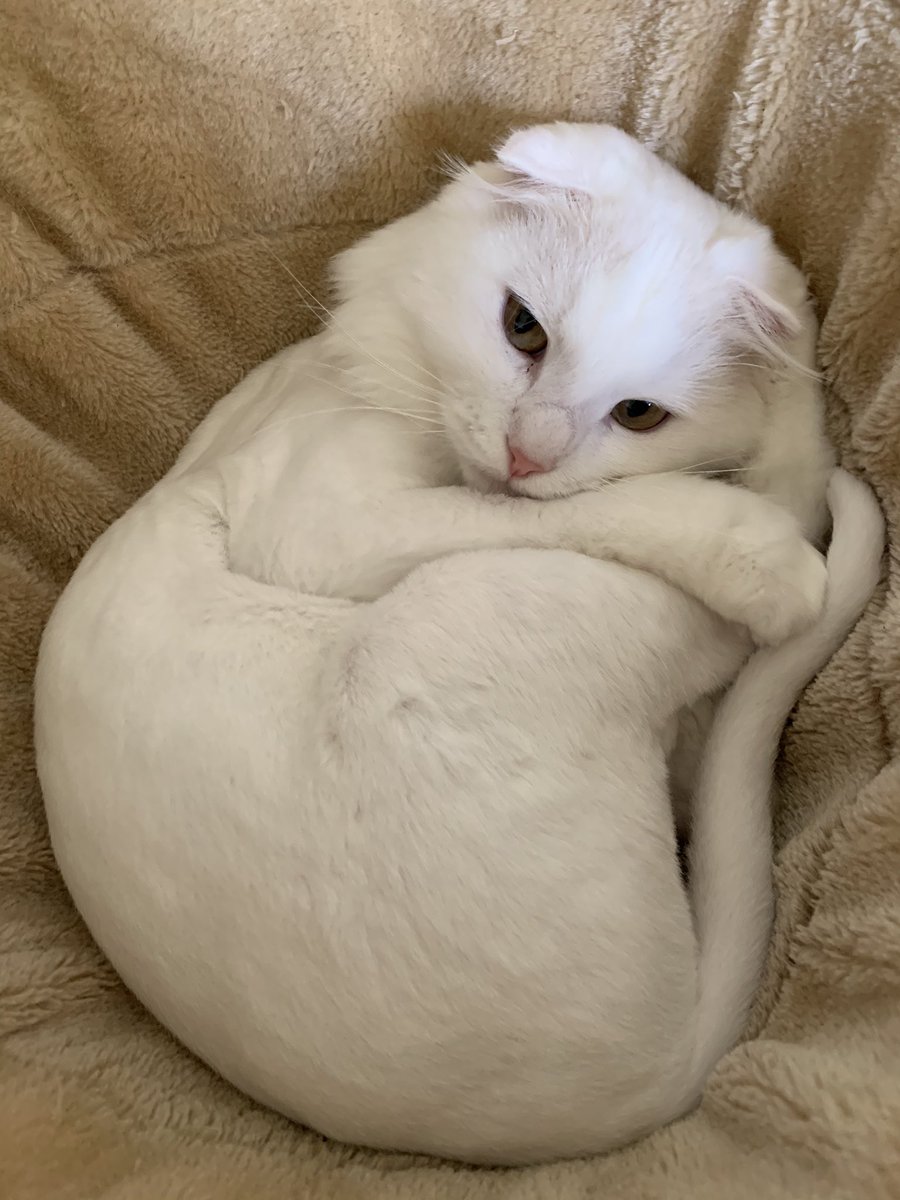 “Im cute huh?” -tofu the cat