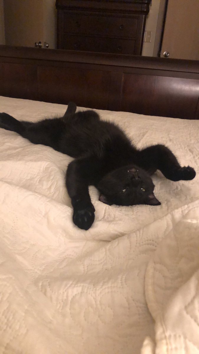 Katiecook86Cook's tweet photo. @TreasuryMog This is Freddie Mercury- he lives up to his namesake with dark fur, LOVES to talk, and entertains all he meets! He is my funny, cuddly, lovey boy! #GladdersHappy https://t.co/HEf8Q6LdZQ