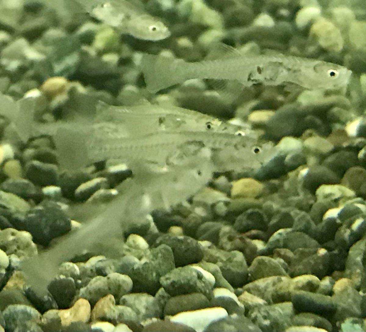 小さな熱帯魚の店 レインボー 小虹 の人たち グラスゴビー インド便可愛い代表 私見 ハゼ グラスゴビー インド便 汽水魚 小さな熱帯魚の店 レインボー 小虹 の人たち グラスゴビー インド便可愛い代表 私見 ハゼ グラスゴビー インド便 汽水魚