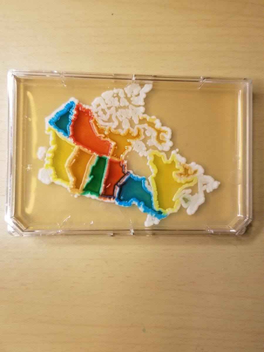 As if fungi weren't beautiful enough, they help me create some pretty incredible agar art!  🍄😍👩🏽‍🔬🎨