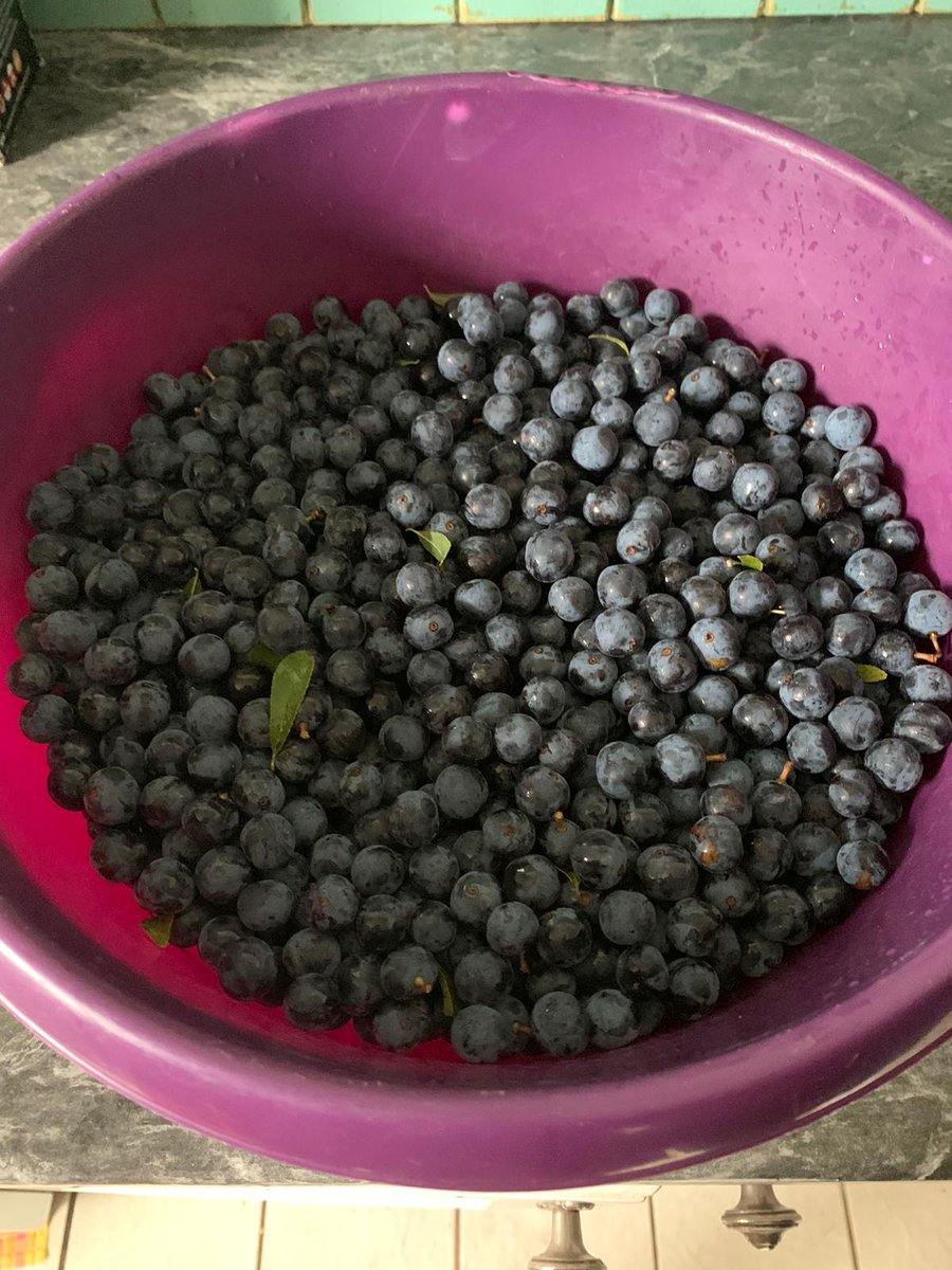 CollTrish's tweet image. #Sloe project this weekend.