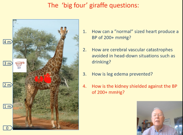 Nephro_Sparks's tweet photo. 4 big questions🦒

1. how can a normal sized heart pump to that degree (200mm Hg)

2. why doesnt brain pop when head is down

3. why no leg edema

4. how can the kidneys be protected

#KidneyWk #AnimalHouse https://t.co/nFe1JDVwdJ
