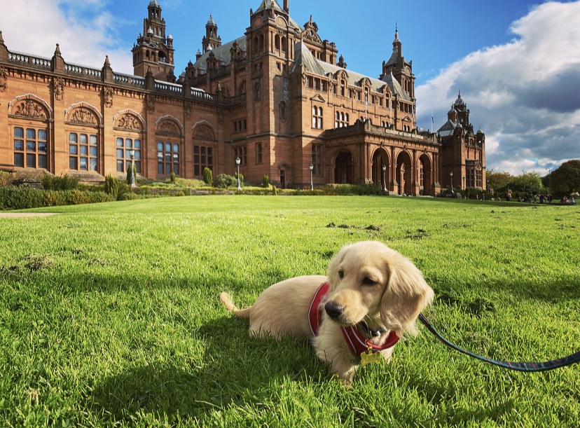 NHS24's tweet photo. Our engagement team have been taking part in a step challenge, aiming to collectively walk 120 miles to Orkney. Our own @chloeduffus has shared some frankly adorable photos of her challenge supporter, Louie 🌈💞🐶 https://t.co/DNdOQrHk4w
