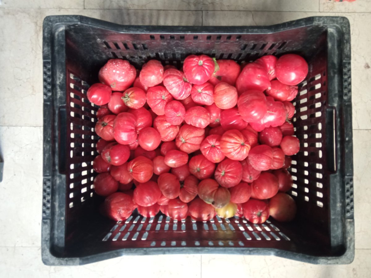 ArranVilanova's tweet photo. 🥬🥦🍅Recordem que cada dilluns a les 17:30h som davant l'@Ateneuvilanovi repartint verdura fresca a la voluntat per qui en necessiti!
👉Saps d'algú que li podria interessar? Comparteix!
Gràcies en especial a la paradeta del mercat Lo Tractoret. #SolsElPobleSalvaElPoble https://t.co/HQmXt9pHGk