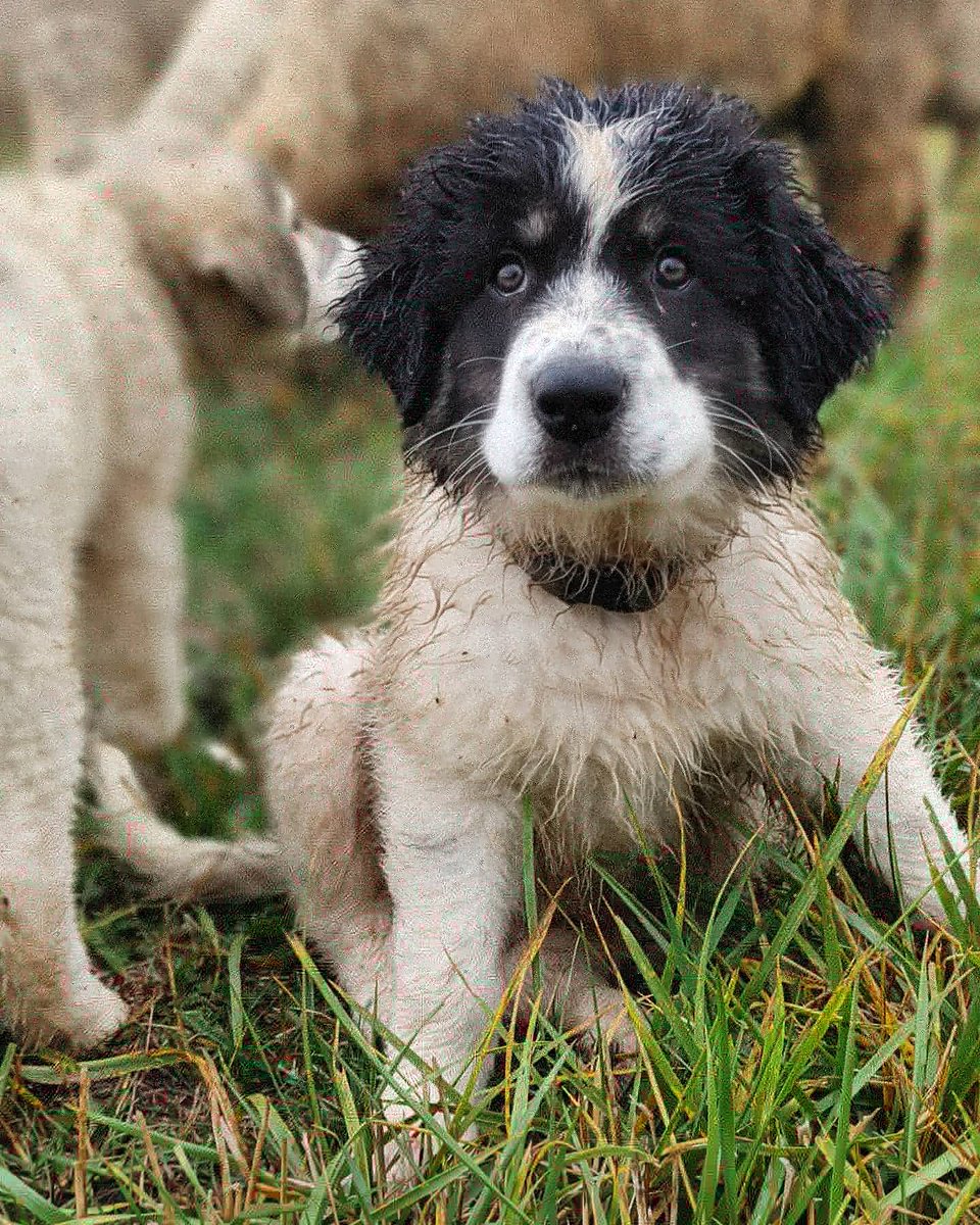 theLincFarm's tweet photo. And then there were 3 😢
Linc and Juliet left for @kinburnsheep yesterday. They're in excellent hands. I look forward to watching them grow up from afar.
#farmlife #grassfed #sheep #livestockguardiandog #guardiandog #dogswithjobs #workingdog #sheepfarm #predatorfriendlyfarming https://t.co/PiDEaVNXMz