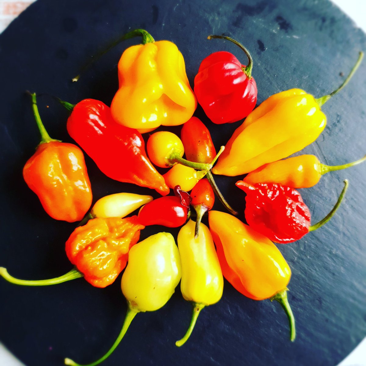 patch_red's tweet photo. A mixture of 17 pods. Pods will vary in size and heat range depending on variety. Available for a short time only as already picked and surplus to requirements. 

Available until Monday only through the website store - so grab a bargain! https://t.co/Mym0Apj8dJ