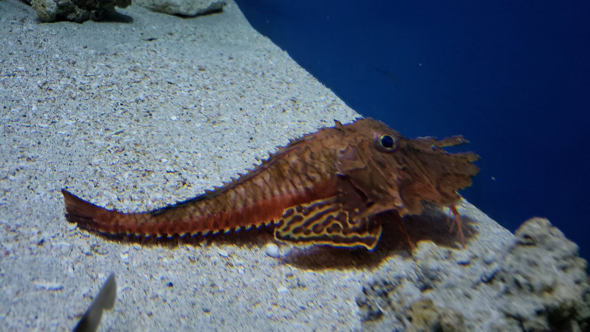 鈴木香里武 Karibu Suzuki 深海魚って生き様がカッコイイですよね 能ある鷹は爪 隠す という生き様 水族館でオニキホウボウが見られるというのは奇跡だと思います 美ら海水族館のスタッフさんの情熱と技術が成し得た奇跡を しかと目の当たりにしま