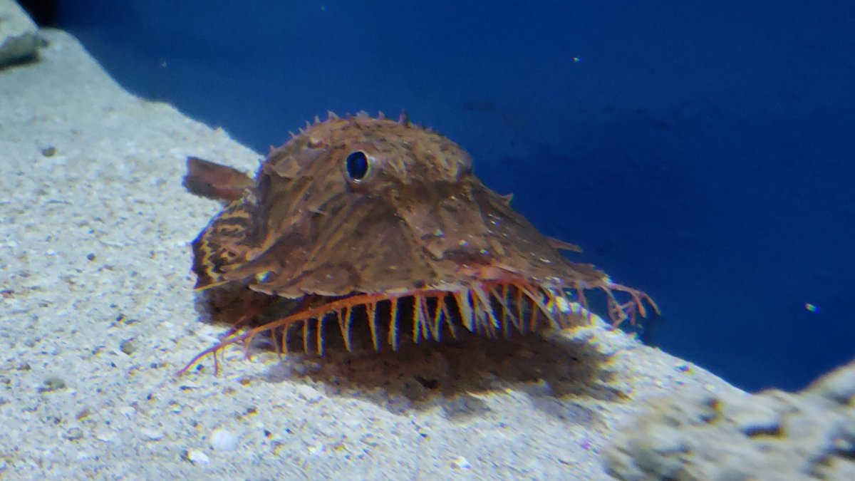鈴木香里武 Karibu Suzuki בטוויטר 深海魚って生き様がカッコイイですよね 能ある鷹は爪 隠す という生き様 水族館でオニキホウボウが見られるというのは奇跡だと思います 美ら海水族館のスタッフさんの情熱と技術が成し得た奇跡を しかと目の当たりにしま