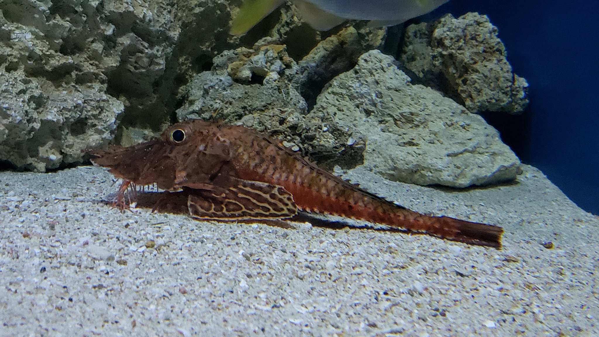 鈴木香里武 Karibu Suzuki 深海魚って生き様がカッコイイですよね 能ある鷹は爪 隠す という生き様 水族館でオニキホウボウが見られるというのは奇跡だと思います 美ら海水族館のスタッフさんの情熱と技術が成し得た奇跡を しかと目の当たりにしま