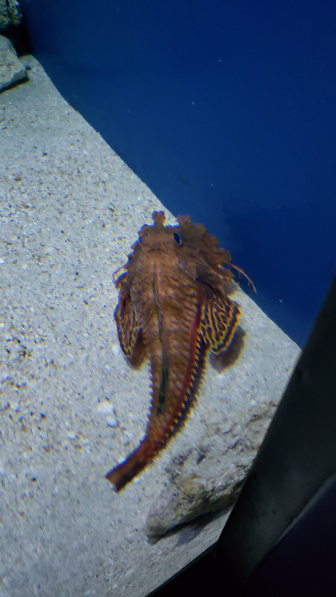 鈴木香里武 Karibu Suzuki 深海魚って生き様がカッコイイですよね 能ある鷹は爪 隠す という生き様 水族館でオニキホウボウが見られるというのは奇跡だと思います 美ら海水族館のスタッフさんの情熱と技術が成し得た奇跡を しかと目の当たりにしま