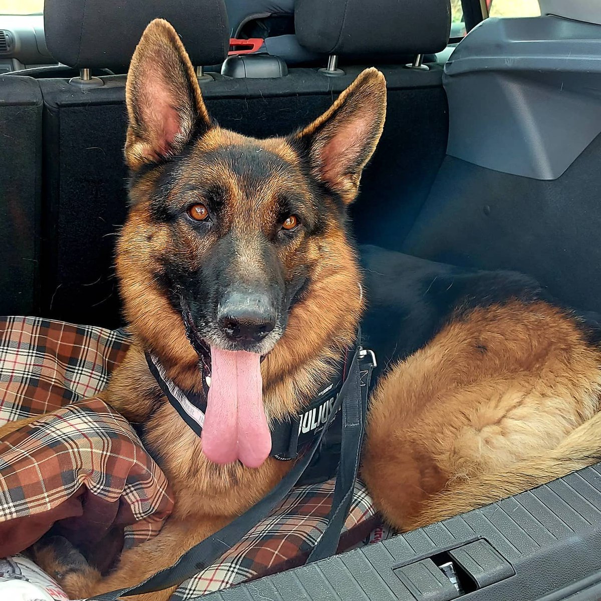 ROBADO DE LA PROTECTORA TARREGA LERIDA
TREVOL robado del interior de la protectora
Máxima difusión por favor
Es pastor alemán de 4 años con displasia de cadera muy evidente
Está enfermo necesita medicación y recientemente esterilizado
603 64 14 14
protectora.animals@hotmail.com