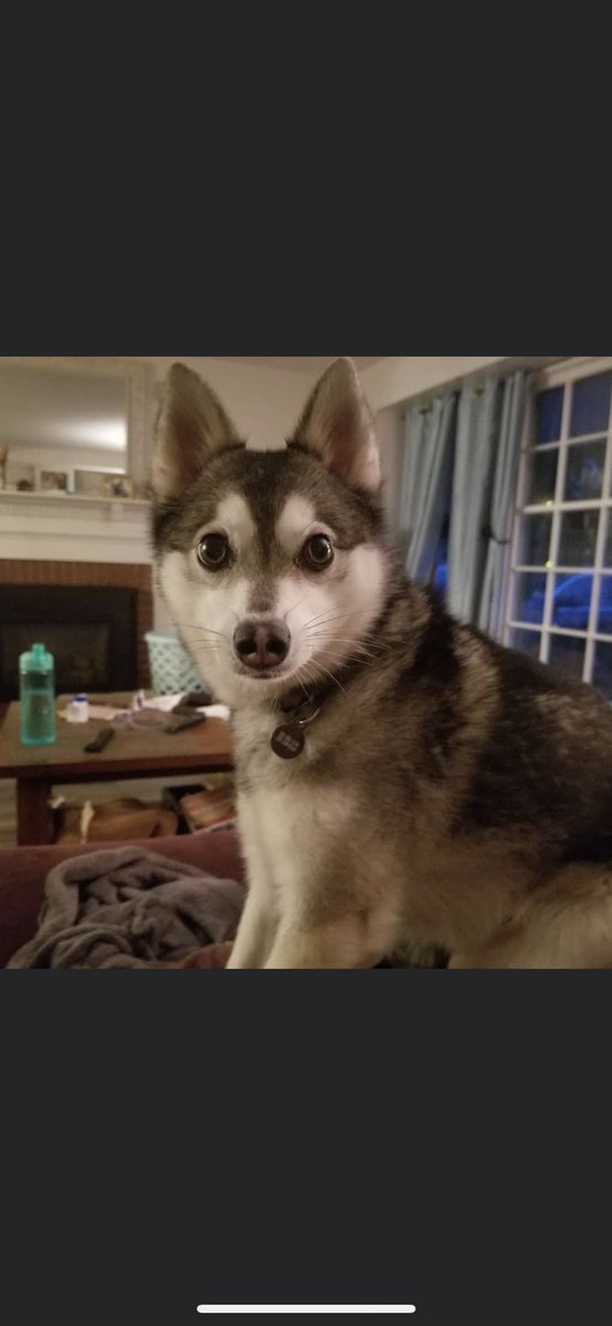 emilychalmers_'s tweet photo. Please share and help my brother and his wife find their missing dog. 
he was last seen around highland. https://t.co/olR53TDfZn