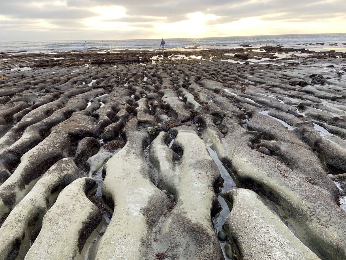 🚨 Phenomena alert: last weekend, we had low tides at @VisitCarlsbad. This beauty appeared! 
💭What do you notice? 
💭What do you wonder? 
#environmentalliteracy