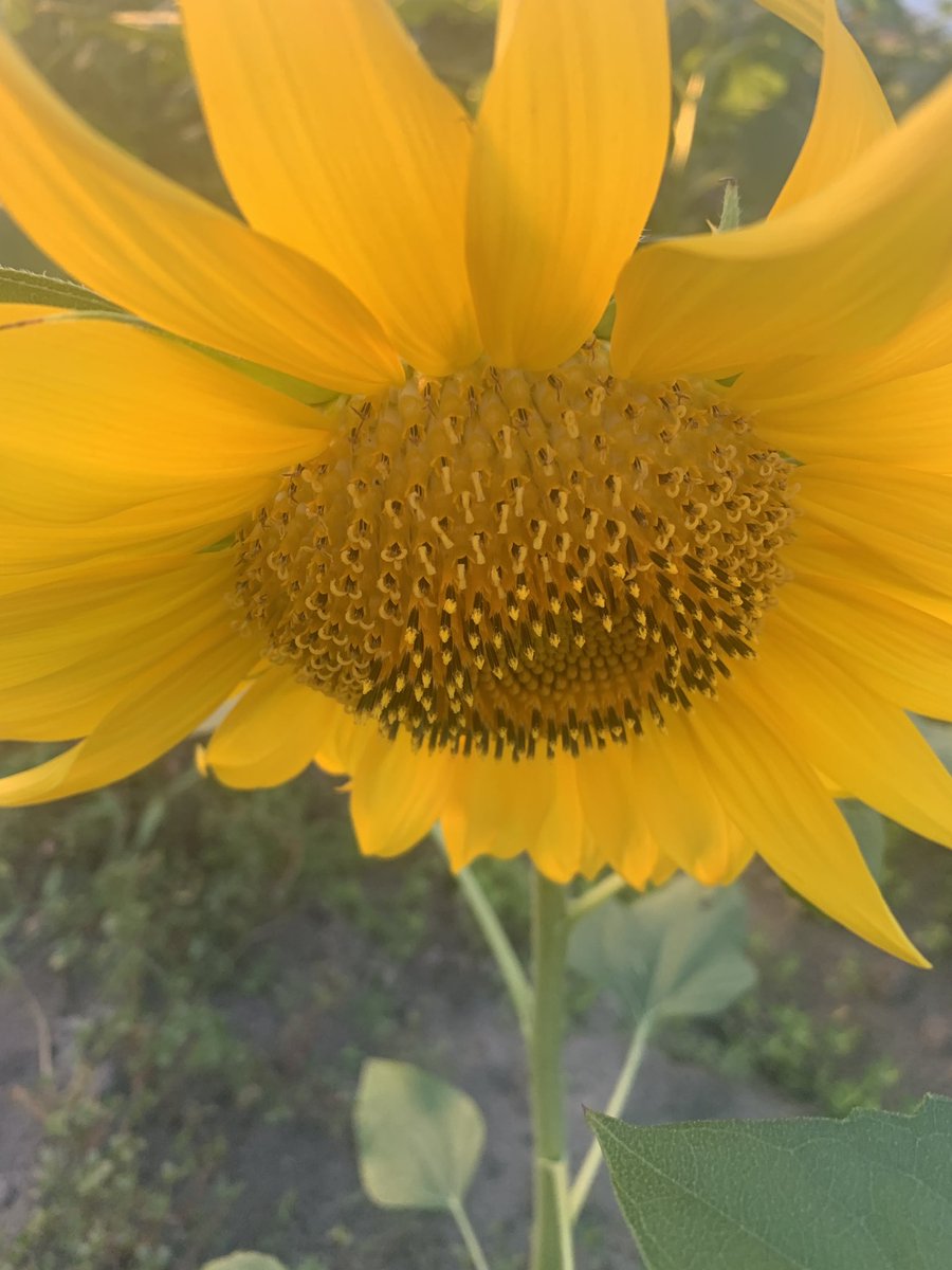 Space_Elements's tweet photo. Sunflower fields https://t.co/TaPR0xFcl6