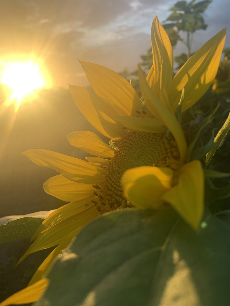 Space_Elements's tweet photo. Sunflower fields https://t.co/TaPR0xFcl6