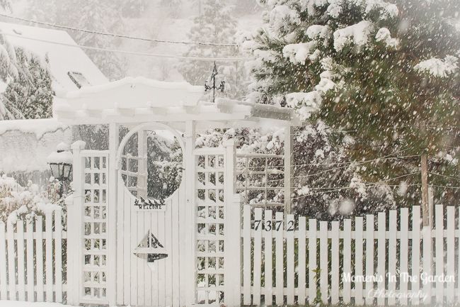 MomentsintheG's tweet photo. More snowy scenes from yesterday's snowfall. I was not expecting such a heavy snowfall. #snowyscenes #mygarden #octobergarden #earlysnowfall #snowladentrees #momentsinthegardenphotography https://t.co/u0uhnmrN89