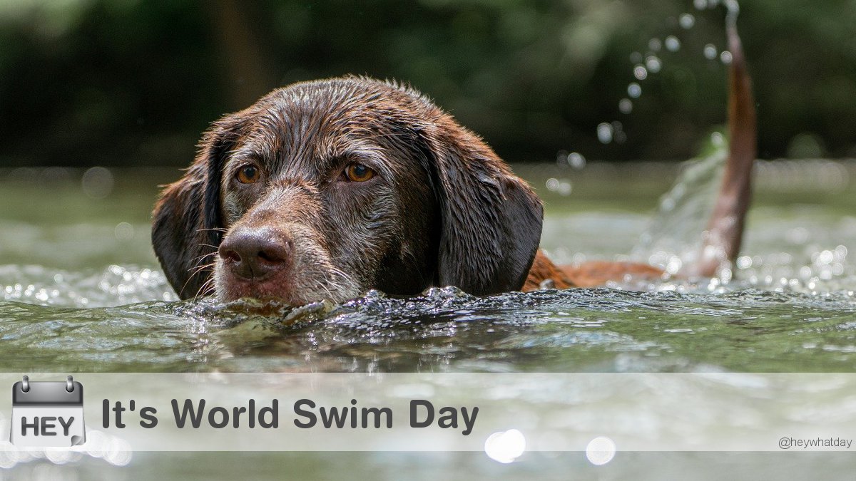 It's World Swim Day! 
#WorldSwimDay #SwimDay #WorldSwimDay2020