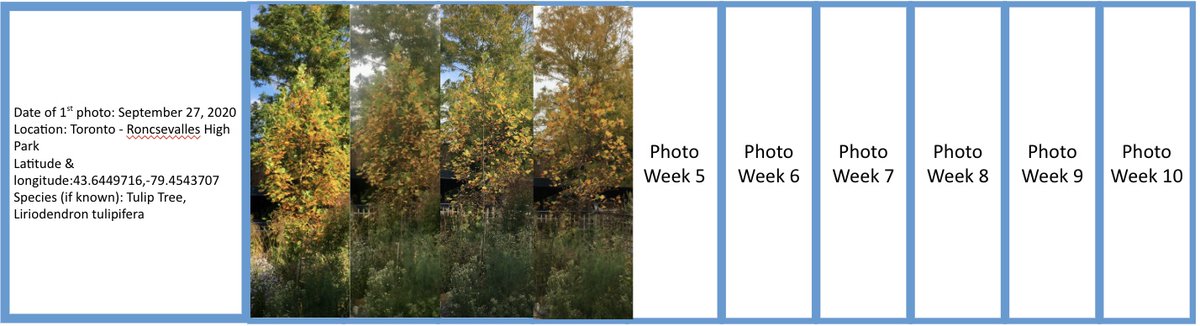 dawnbazely's tweet image. these gigapan images are supporting Prof. Kelly's  #ProjectTree #DigitalForest project by providing an option.
My lab is participating &amp;amp; it has been a welcome, creative, fun activity.
Here's my tulip tree contribution to the #VirtualForest.
cc @phylojenie @juliabava_ @TripNyssa
