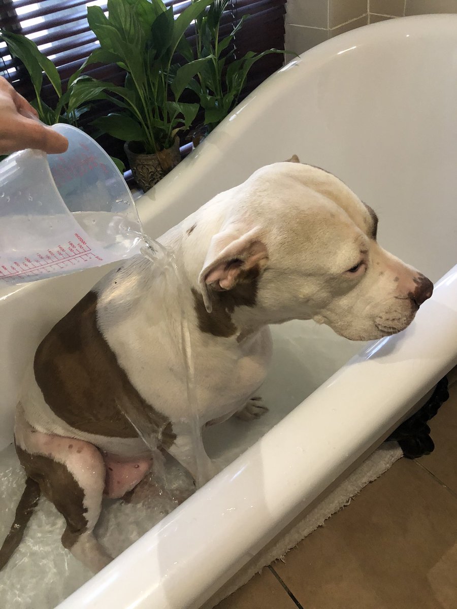 JoziPits's tweet photo. ...and then it was bath time 🛁 🐾🤍 #ZSHQ #pittybath #TwoPitsInAPod #RaaaAAA https://t.co/eof4RXkGU8