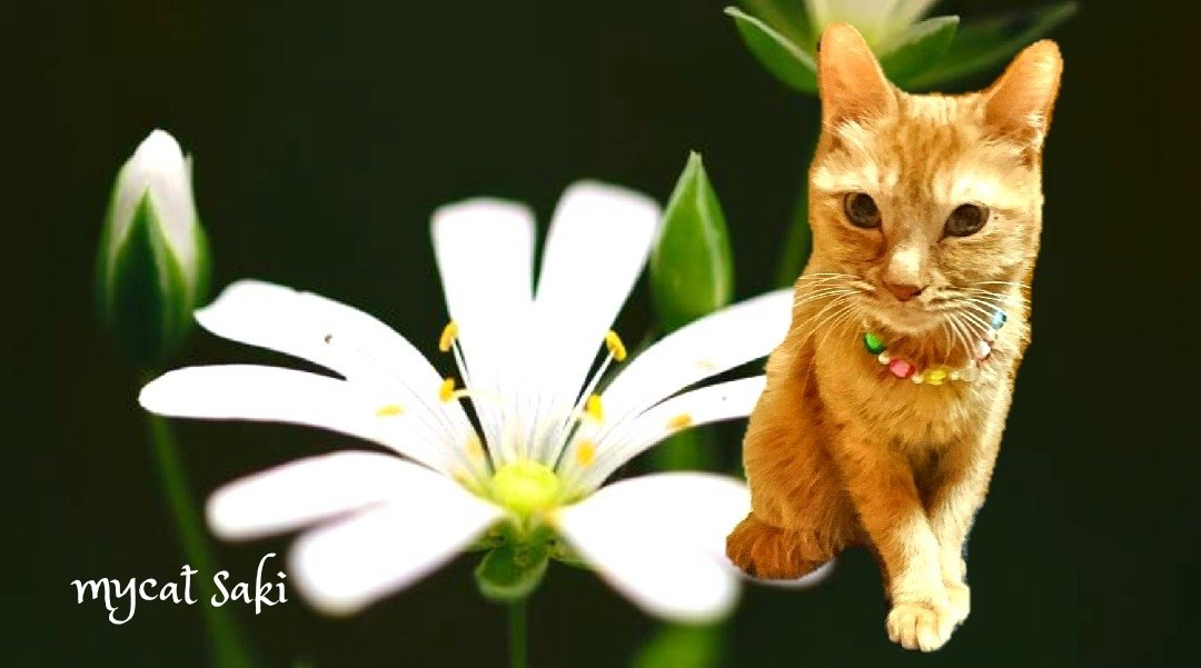 75japan_neko's tweet photo. mycat.愛猫🌹 #猫 https://t.co/VpY4CzvThH