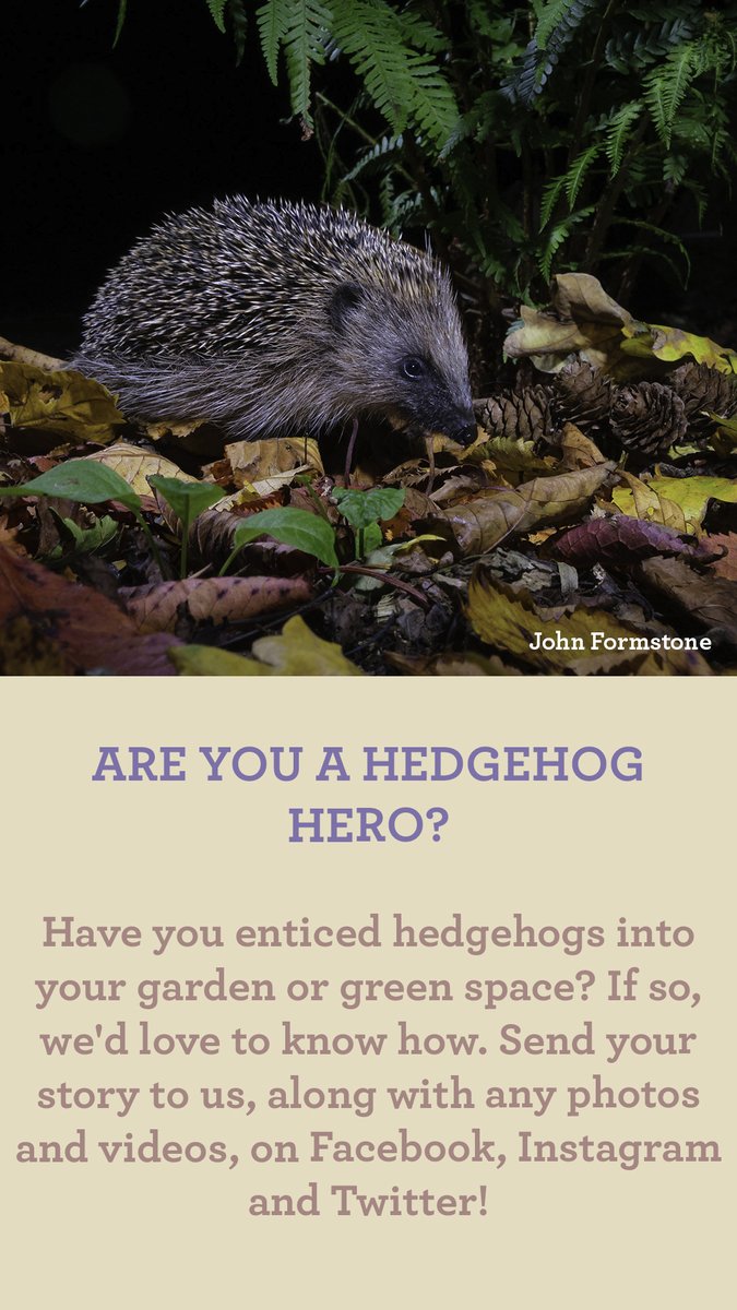 ARE YOU A HEDGEHOG HERO?
Have you enticed hedgehogs into your garden or green space? If so, we'd love to know how. Send your story to us, along with any photos and videos, on Facebook, Instagram and Twitter!
#Autumnwatch 🍂 https://t.co/nx81LBzlCb