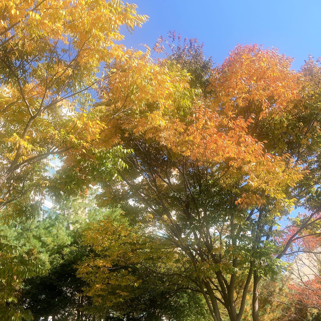 dailybubble127's tweet photo. •Yuta 
English translate:
It smells like autumn~~~~~

Terjemaah Indonesia:
Baunya seperti musim gugur ~~~~~
Trans by @dailybubble127 https://t.co/HB1EFKT3vd