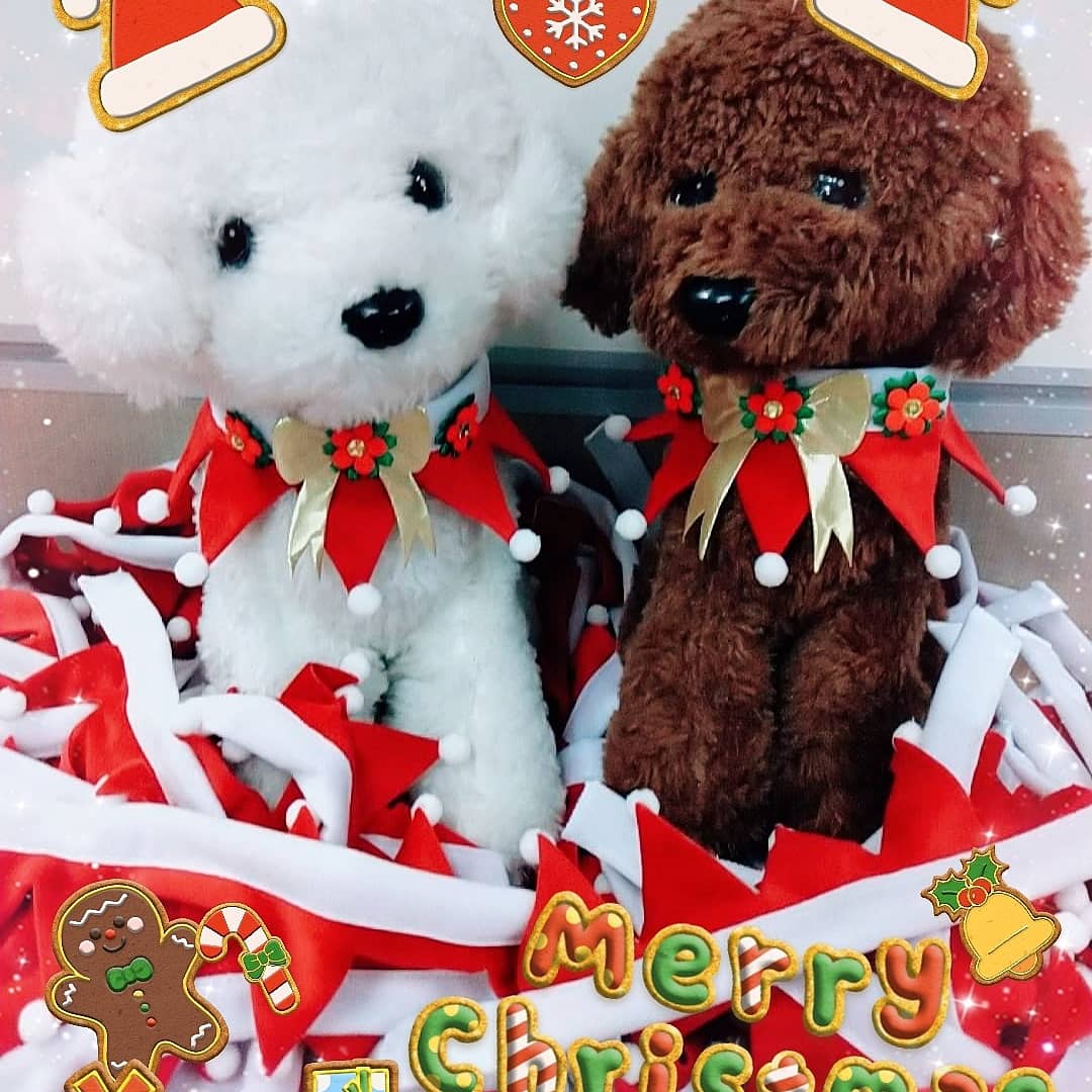 99fdjS's tweet photo. #Beaty #pets #Accessories #dogs #cats #Petsaccessories
#ties #bows #dogties #dogbows #catties #catbows https://t.co/6AyGv5yRWu