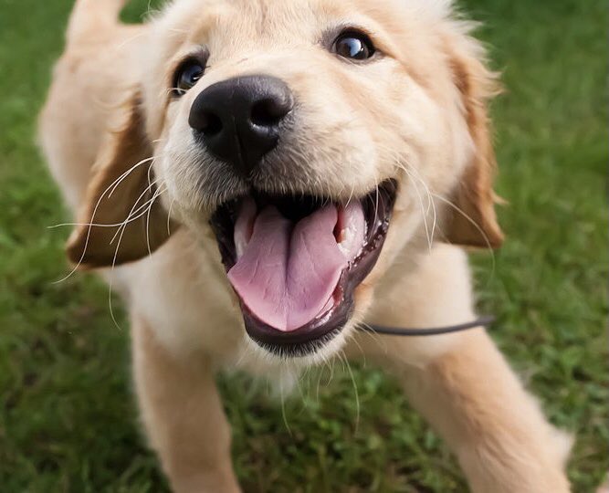 day 76 of nhlers as cute animals: feat. happy barzy as a happy puppy 