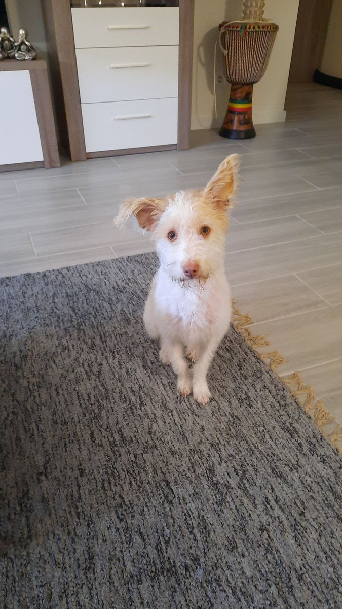 Faz hoje uma semana que a Estrela desapareceu, tenho pouquíssimas notícias e nenhuma novidade. Se alguém estiver com ela ou souber de algo por favor me contacte (925033110), está a ser muito difícil esta semana sem ela.