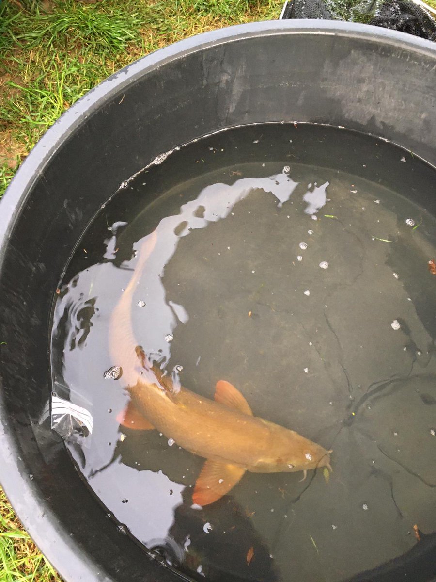 CatieGR's tweet photo. Today #WorldFishMigrationDay is highlighting some of the big migrators like salmon, eels and shad but even freshwater fish like barbel can travel over 50 km (31 miles). Here's @Pete_Davies1 and I tracking some migratory fish from the Teme and Severn #StepUpForFish https://t.co/rHiQBONOyA