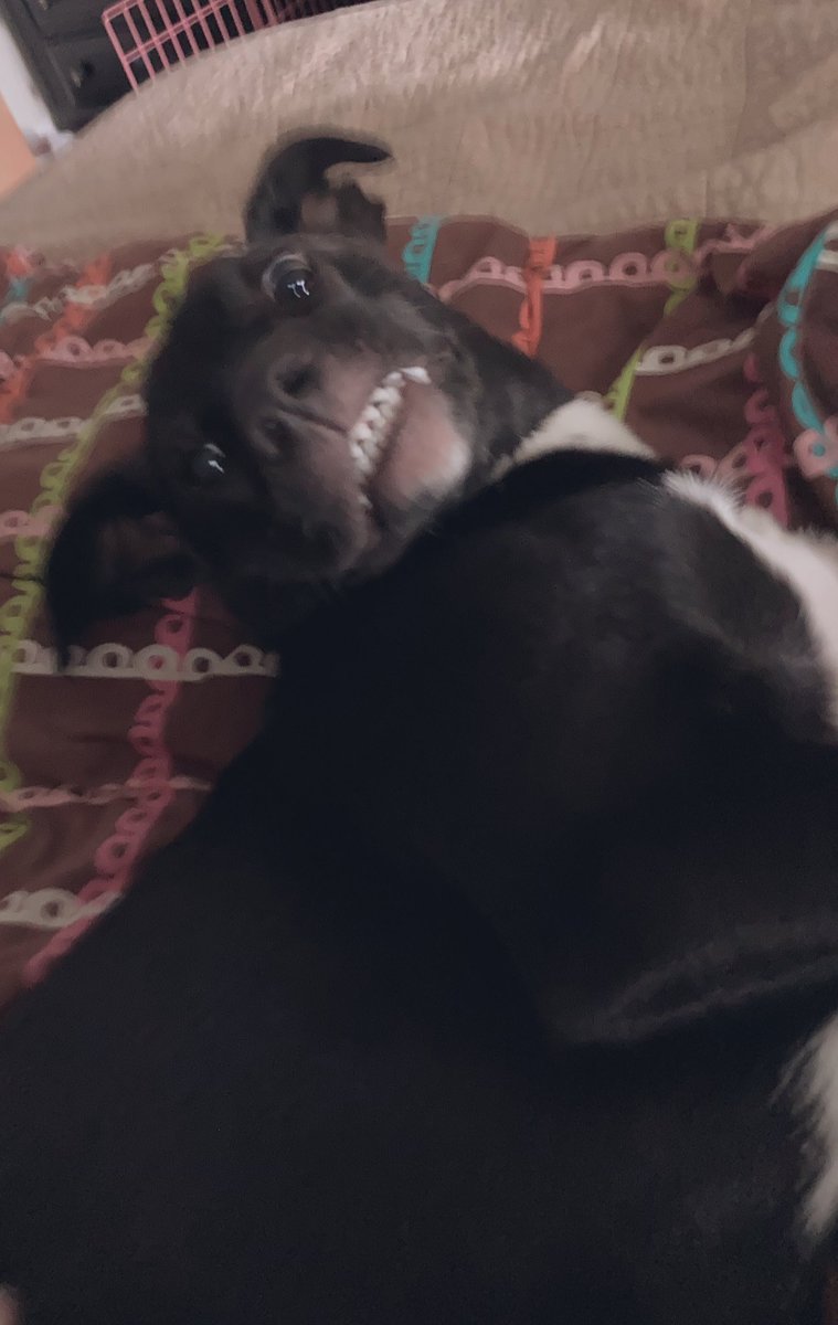 percythepuppy tweet media